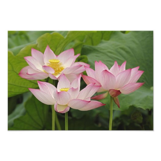 蓮の花、ハス、チャイナ2 フォトプリント            (正面)
