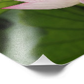 蓮の花、ハス、チャイナ2 フォトプリント            (角)
