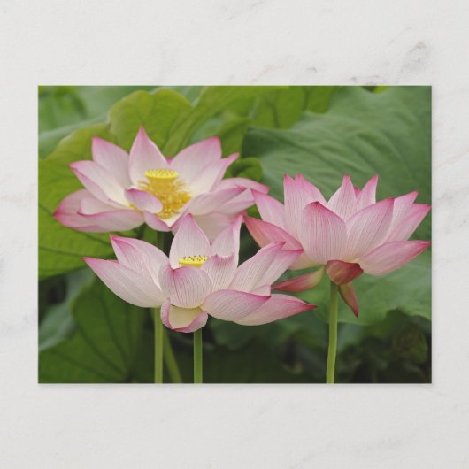 蓮の花、ハス、チャイナ2 ポストカード (正面)