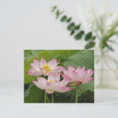 蓮の花、ハス、チャイナ2 ポストカード (スタンド正面)