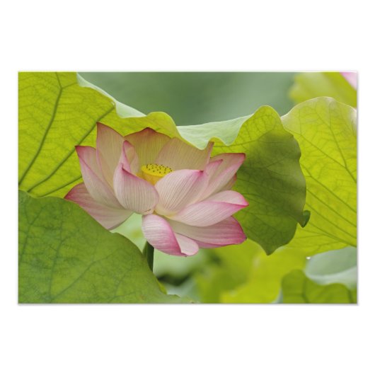蓮の花、ハス、中国 フォトプリント            (正面)