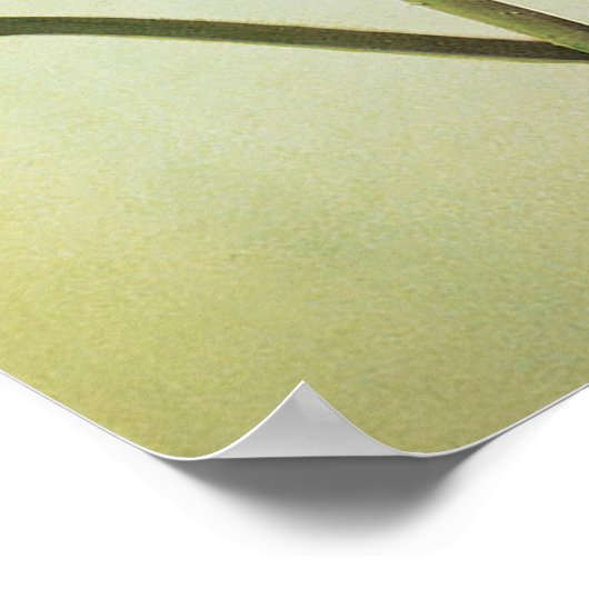 蓮の花 ポスター (角)