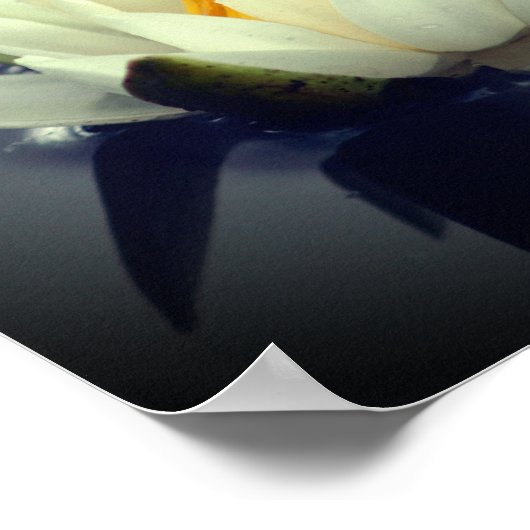 蓮の花 ポスター (角)