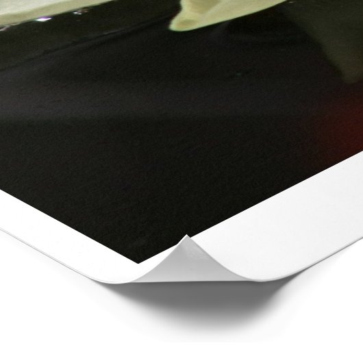 蓮の花 ポスター (角)