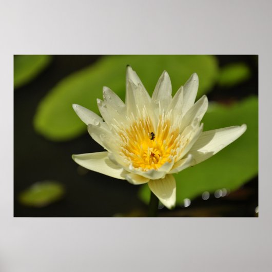 蓮の花 ポスター (正面)