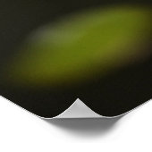 蓮の花 ポスター (角)