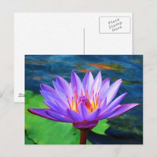 蓮の花 ポストカード (正面/裏面)