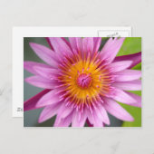 蓮の花 ポストカード (正面/裏面)