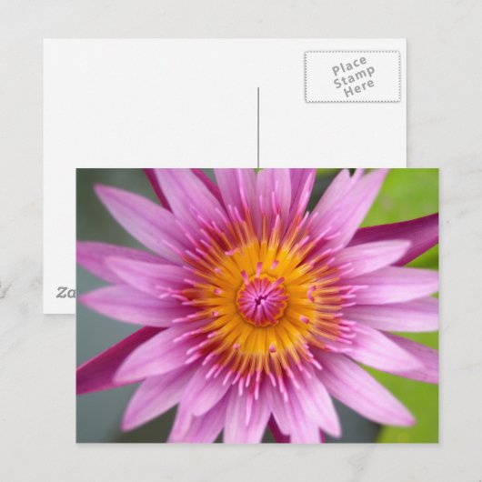 蓮の花 ポストカード (正面/裏面)