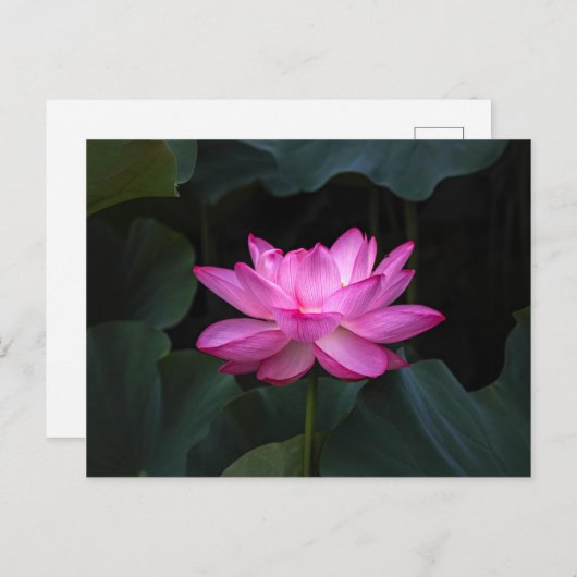 蓮の花 ポストカード (正面/裏面)