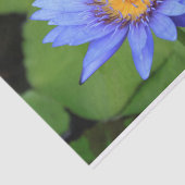 蓮の花 薄葉紙 (詳細)