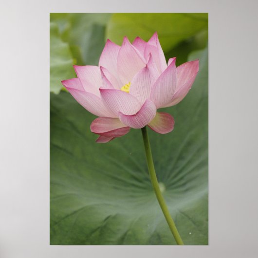 蓮の花(Nelumbo nucifera)のクローズアップ ポスター (正面)