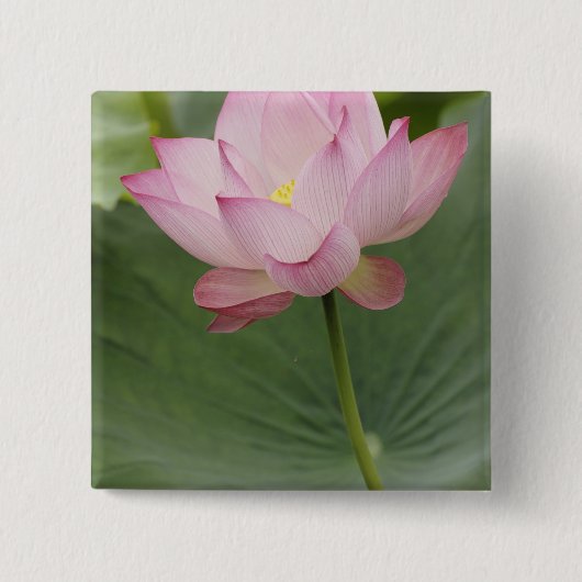 蓮の花(Nelumbo nucifera)のクローズアップ 缶バッジ (正面)