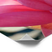 蓮の花[Nelumbo speciosum]フル ポスター (角)