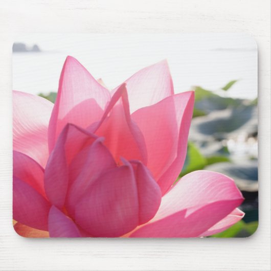 蓮の花 [Nelumbo speciosum] 満開 マウスパッド (正面)