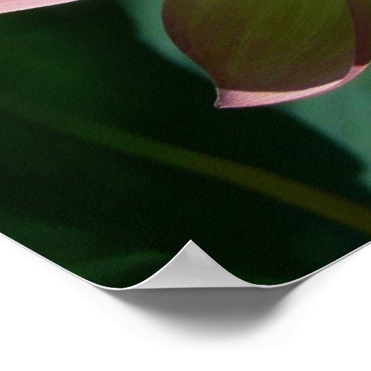 蓮の花I ポスター (角)