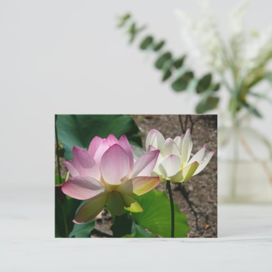 蓮の花I ポストカード (スタンド正面)