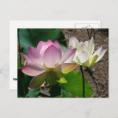 蓮の花I ポストカード (正面/裏面)