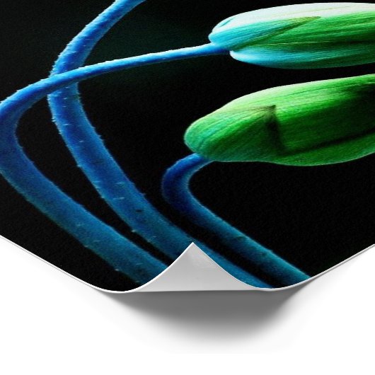 蓮の芽 ポスター (角)