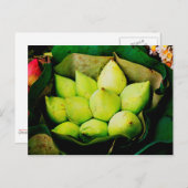 蓮の芽 ポストカード (正面/裏面)