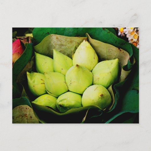 蓮の芽 ポストカード (正面)