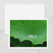 蓮の葉雨水：日本 ポストカード (正面/裏面)