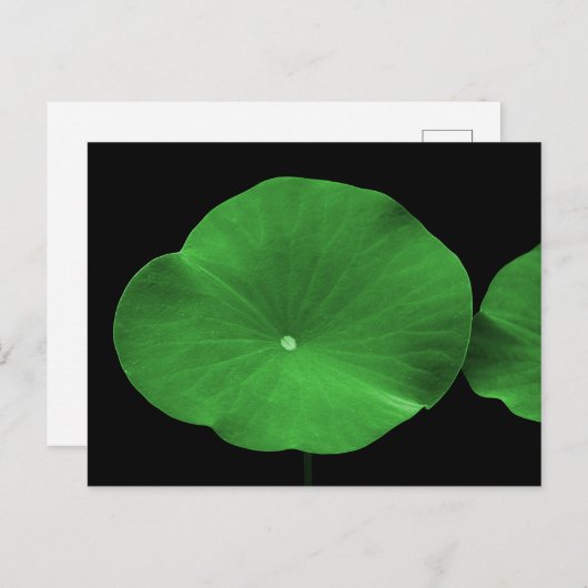 蓮の葉 ポストカード (正面/裏面)