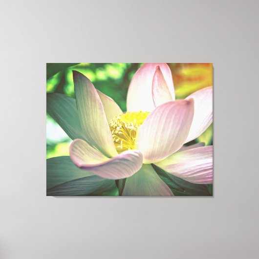 蓮カラフル花 キャンバスプリント (正面)