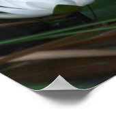 蓮白熱［赤熱］光を放つ水百合花 ポスター (角)