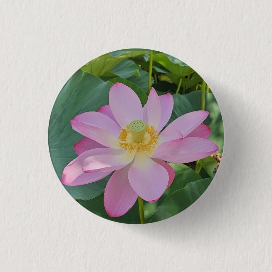 蓮鮮やかの花 缶バッジ (正面)