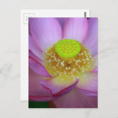 蓮 ポストカード (正面/裏面)