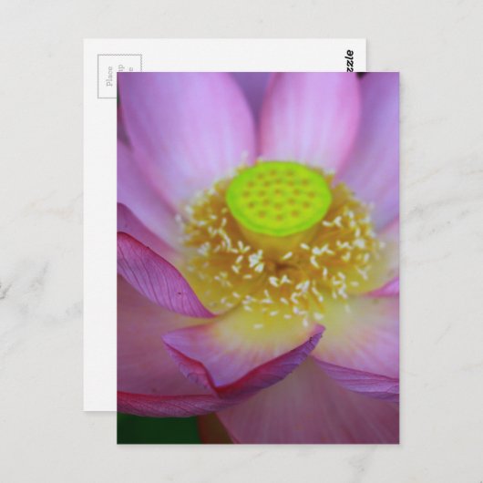 蓮 ポストカード (正面/裏面)