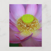 蓮 ポストカード (正面)