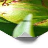 蕾の花のヨーロッパの角根 ポスター (角)