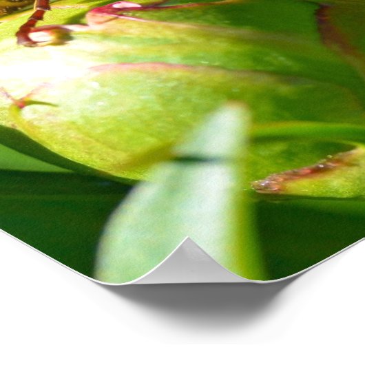 蕾の花のヨーロッパの角根 ポスター (角)