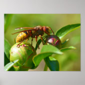 蕾の花のヨーロッパの角根 ポスター (正面)