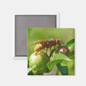 蕾の花のヨーロッパの角根 マグネット (正面/裏面)