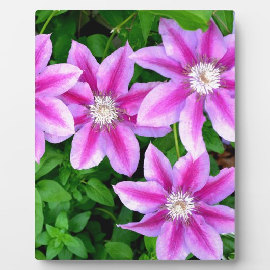 薄いエレガントピンクの紫の花模様boho植物学 フォトプラーク (正面)