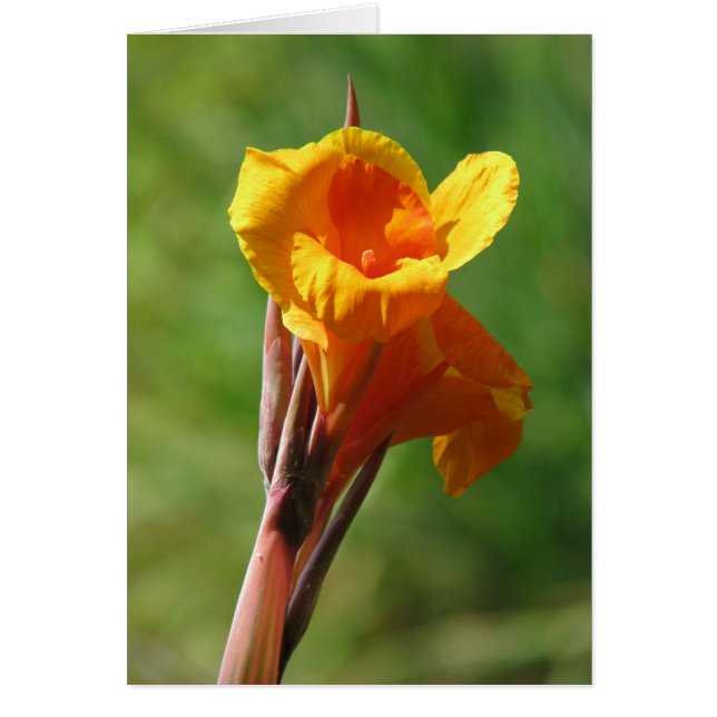 薄いオレンジ (正面)