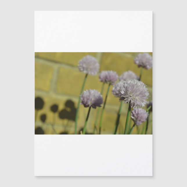 薄いマグネティック・カード (正面)