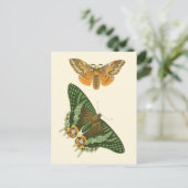 薄い縁取りの蝶の絵 ポストカード (スタンド正面)