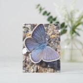 薄い青の蝶 (スタンド正面)