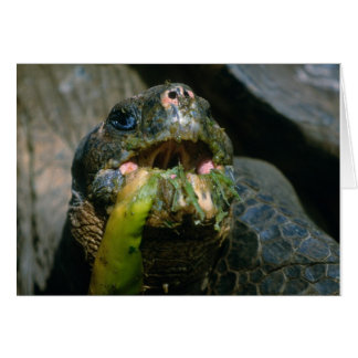 薄く水っぽい食べる人