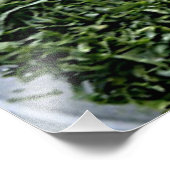 薄切りほうれん草ケールの暗緑色の葉野菜 フォトプリント            (角)