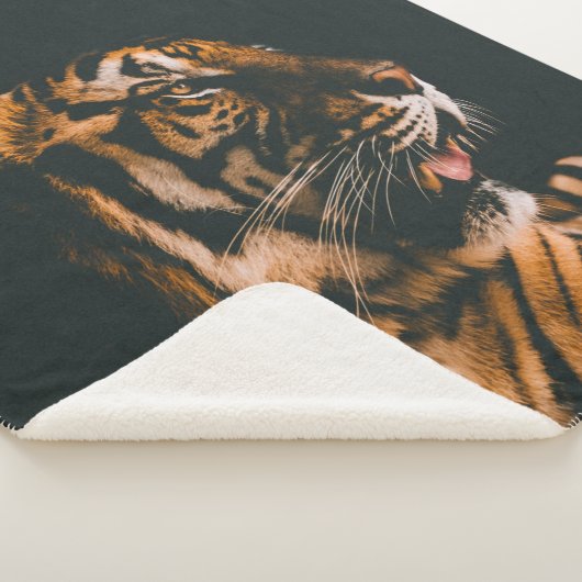 薄暗い明かりのついた部屋の中に横たわる成人の虎 シェルパブランケット (3/4)