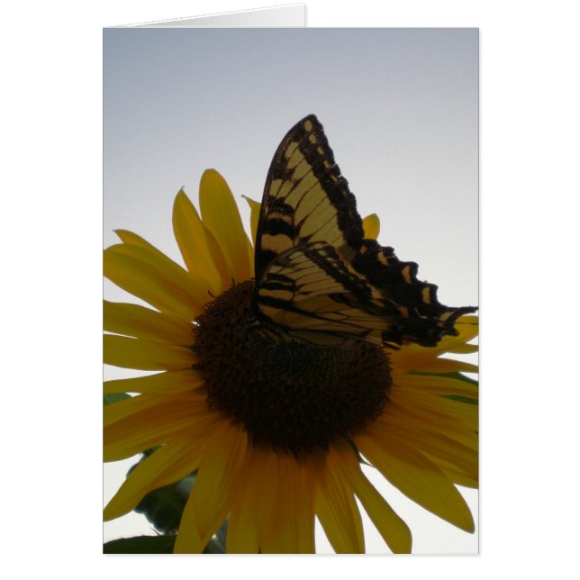 薄暗がりで休んでいる蝶 (正面)