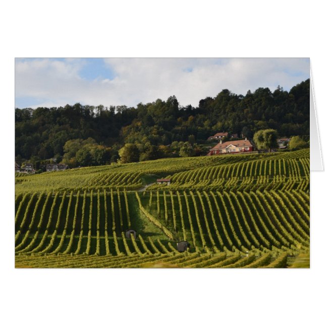 薄暗がりのブドウ園 (正面横)