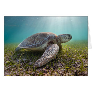 薄暗がり Akumal湾の緑のウミガメ