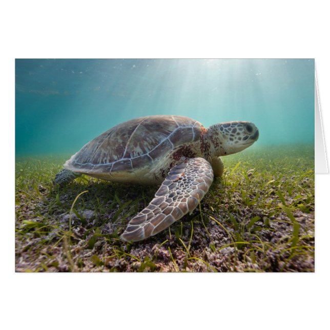 薄暗がり| Akumal湾の緑のウミガメ (正面横)