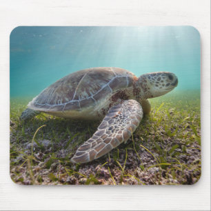 薄暗がり  Akumal湾の緑のウミガメ マウスパッド